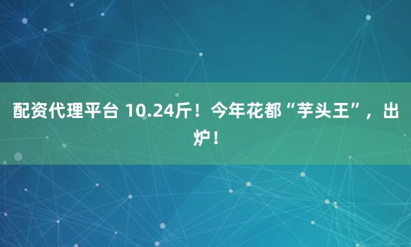 配资代理平台 10.24斤！今年花都“芋头王”，出炉！
